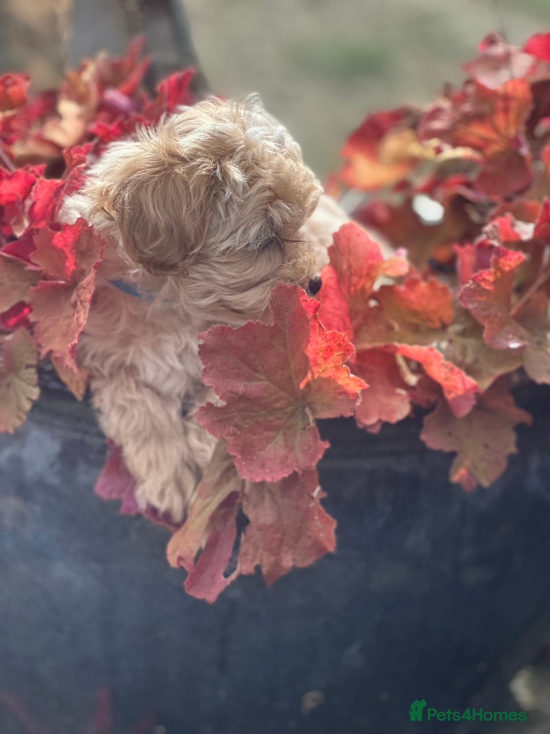 Maltipoo dogs for sale: F1 maltipoo - Image 16