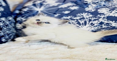 Ragdoll cats Cute Ragdoll kittens  - Advert 12