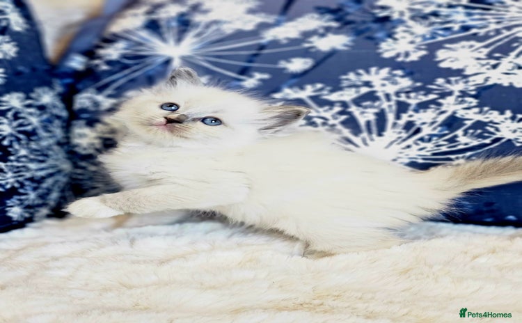 Ragdoll cats Cute Ragdoll kittens  - Advert 4