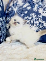 Ragdoll cats Cute Ragdoll kittens - Advert 12