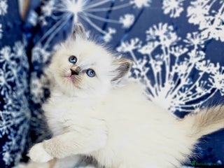 Ragdoll cats Cute Ragdoll kittens - Advert 3