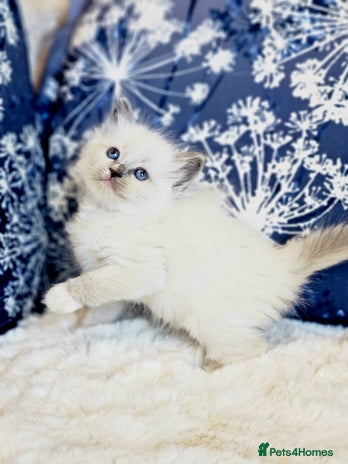 Ragdoll cats Cute Ragdoll kittens - Advert 4