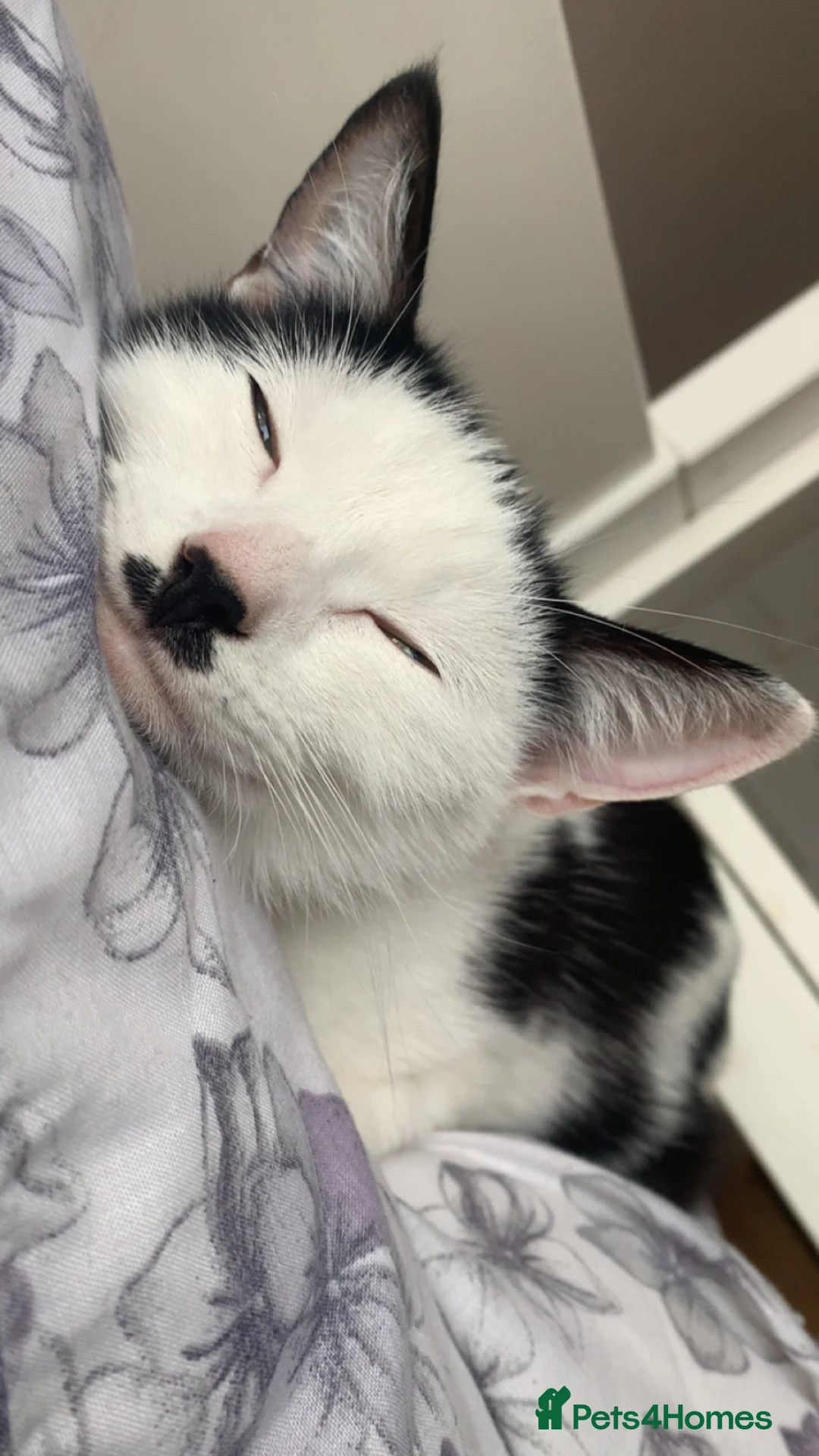 Mixed Breed cats for sale: We have 3 new born kittens available  - Advert 1