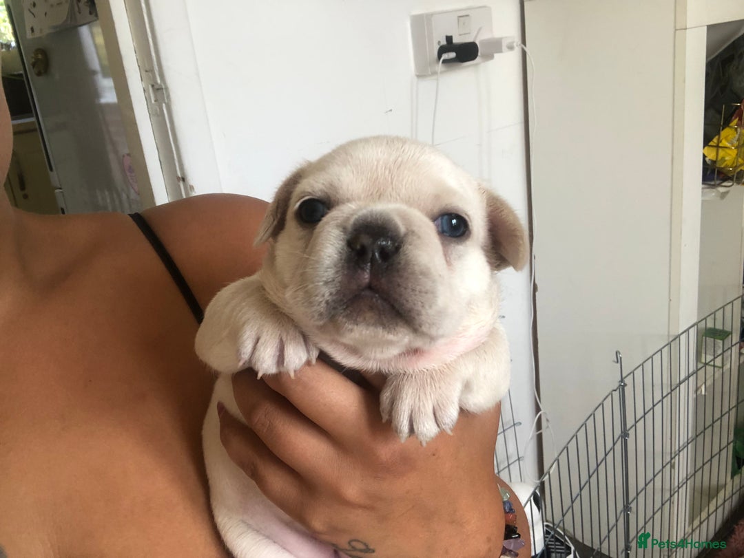 French Bulldog dogs for sale: French bulldog puppies in Manchester - Image 17