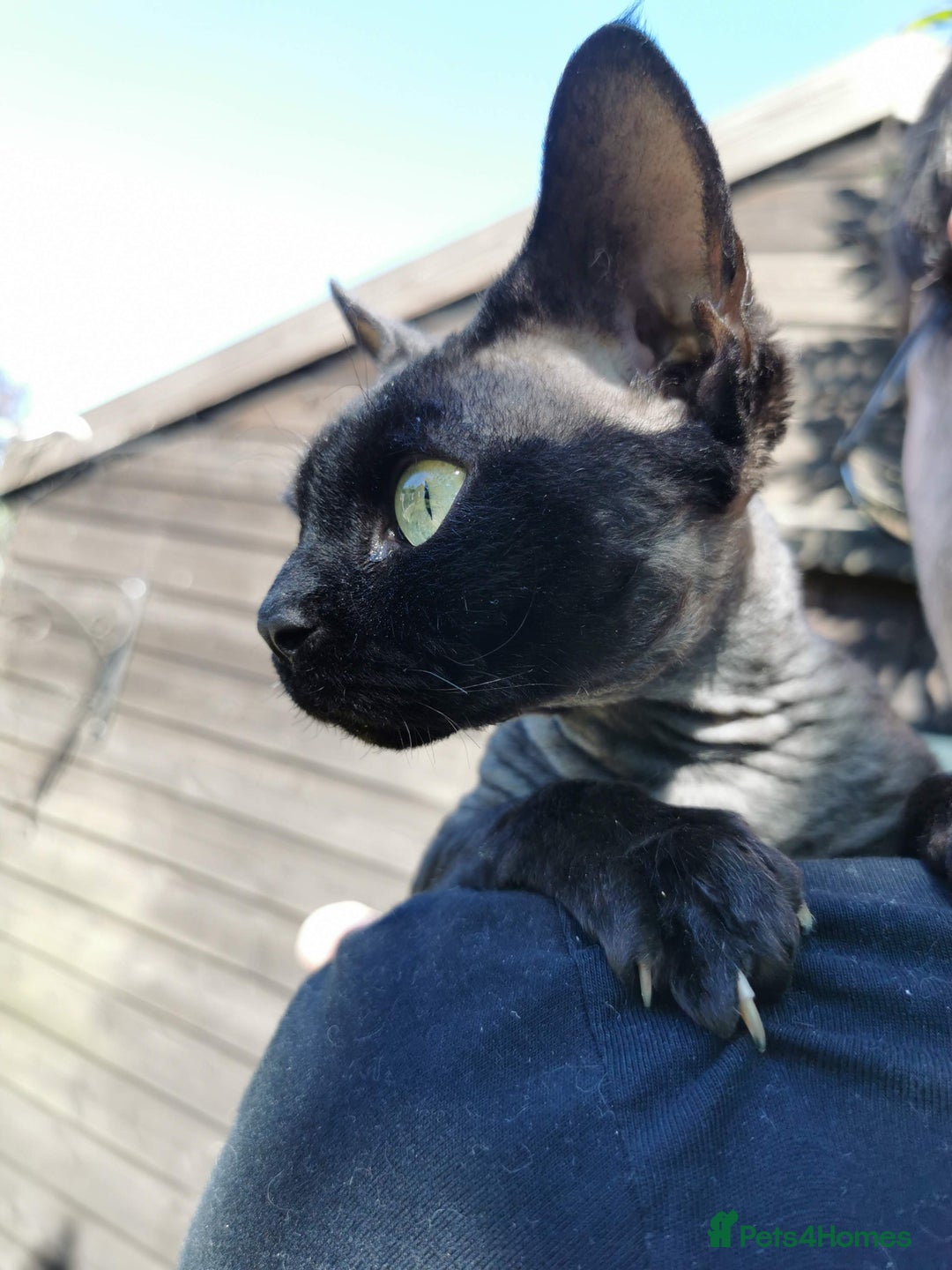 Devon Rex cats for stud: STUD ONLY - Xenopaws Ripley's Hero (Bishop) - Advert 12