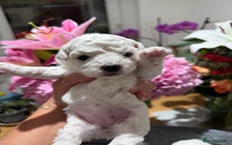 Bichon Frise dogs for sale: “Irresistibly Cute Pedigree Bichon Frise Girls”  - Image 3