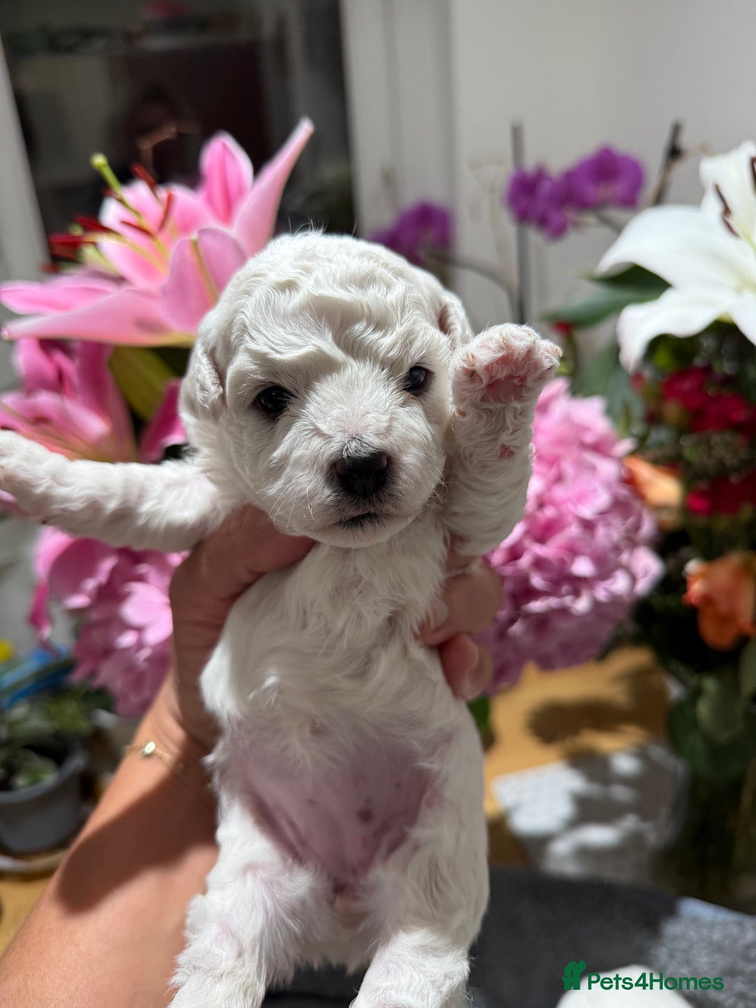 Bichon Frise dogs for sale: “Irresistibly Cute Pedigree Bichon Frise Girls”  - Image 3