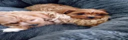 Cavapoo dogs for sale: Health tested cavapoos - Advert 4