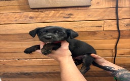 Mixed Breed dogs for sale: Staff/lab/collie pups  - Advert 5
