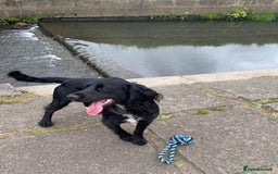 Cocker Spaniel dogs for stud: KC registered Cocker Spaniel Striker for stud - Image 18
