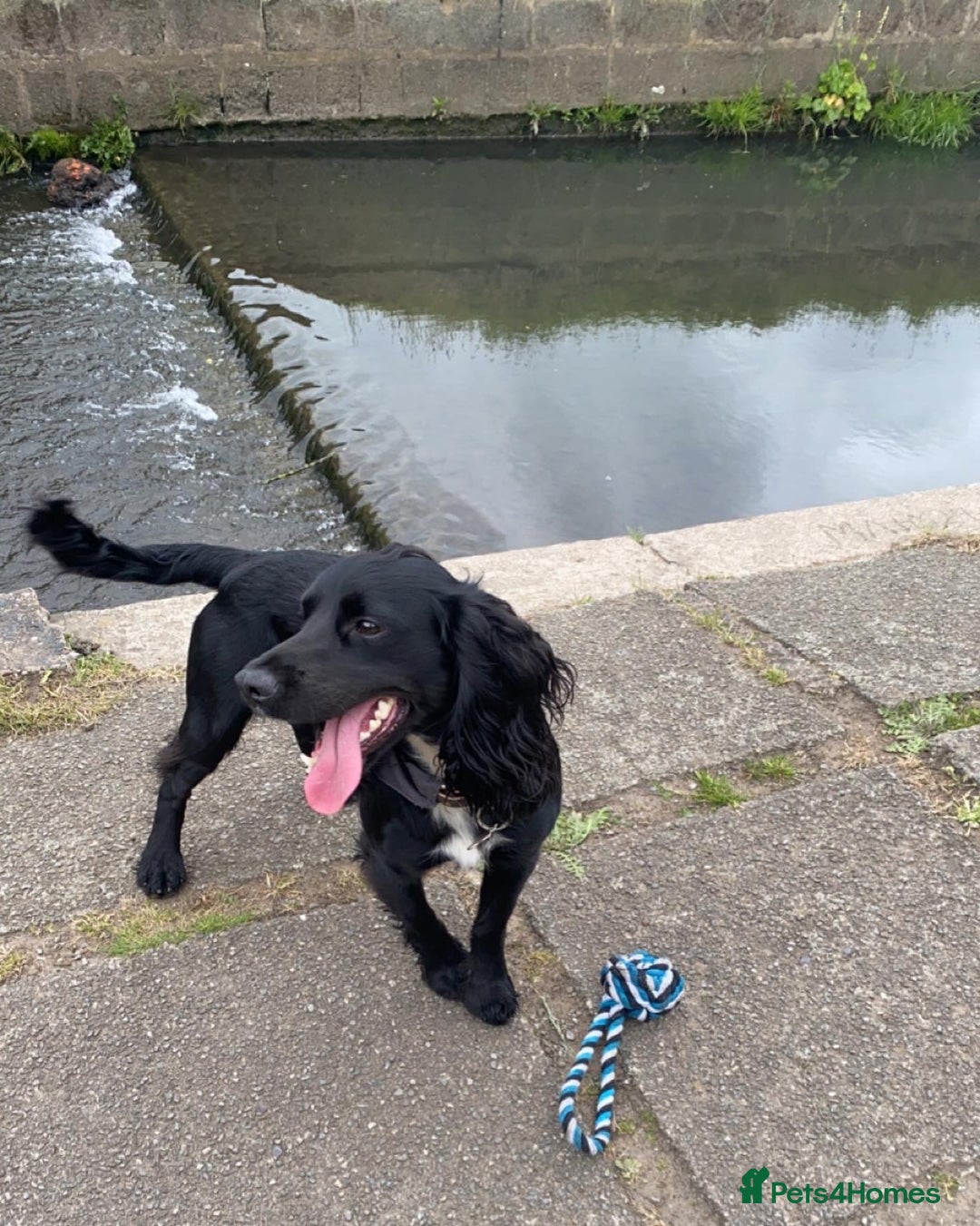Cocker Spaniel dogs for stud: KC registered Cocker Spaniel Striker for stud - Image 18