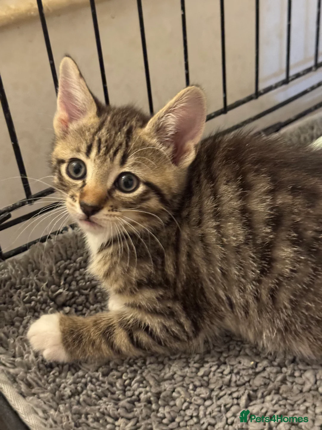 American Shorthair cats for sale: Beautiful Rare GingerKittens Alonghair X BSH cross - Advert 39