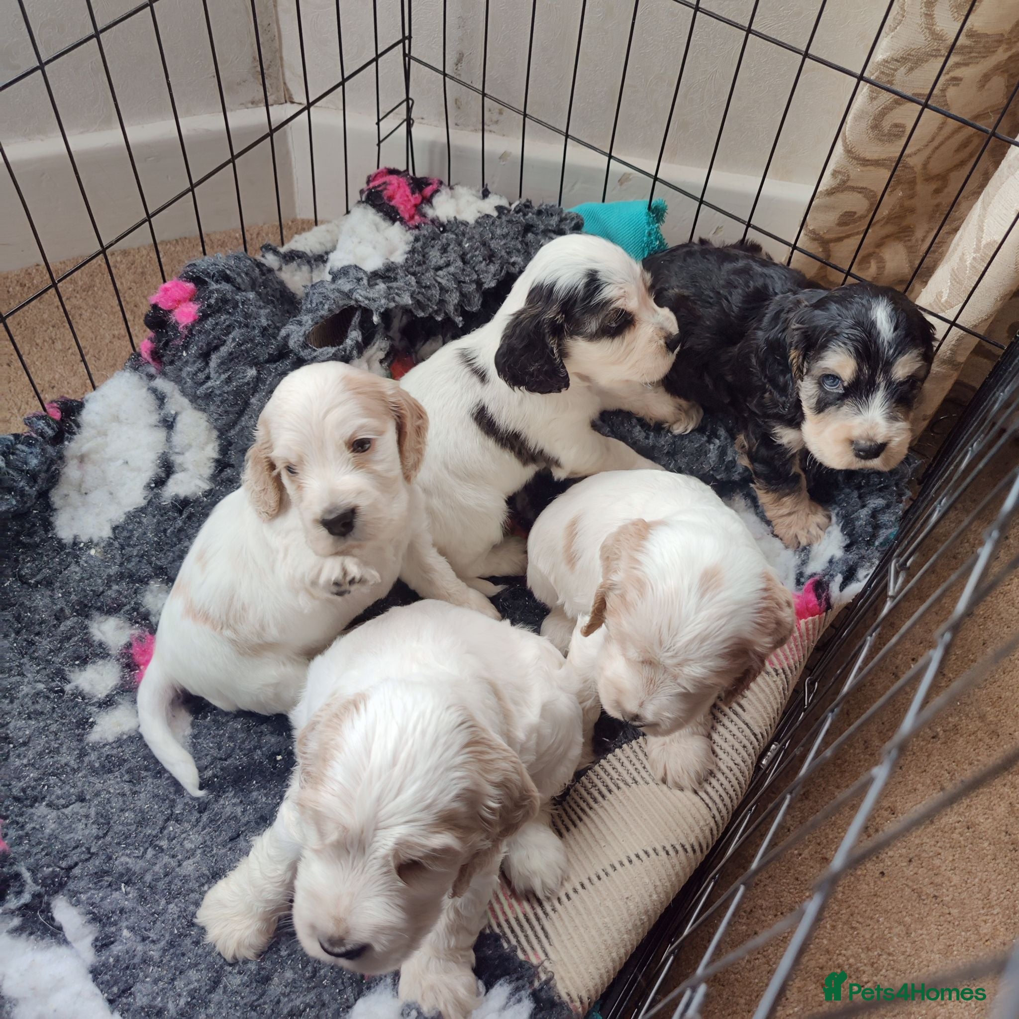 Cocker Spaniel dogs KC Registered Show Type Cocker Spaniels - Advert 4