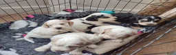 Cocker Spaniel dogs for sale: KC/ Show Type Cocker Spaniels - Advert 7