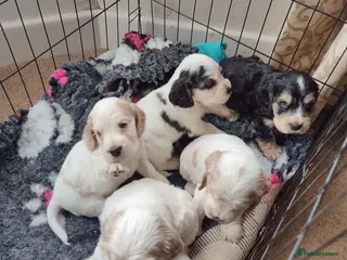 Cocker Spaniel dogs KC Registered Show Type Cocker Spaniels - Advert 4