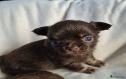 Chihuahua dogs for sale: 4 KC CHIHUAHUA GIRLS  - Image 11