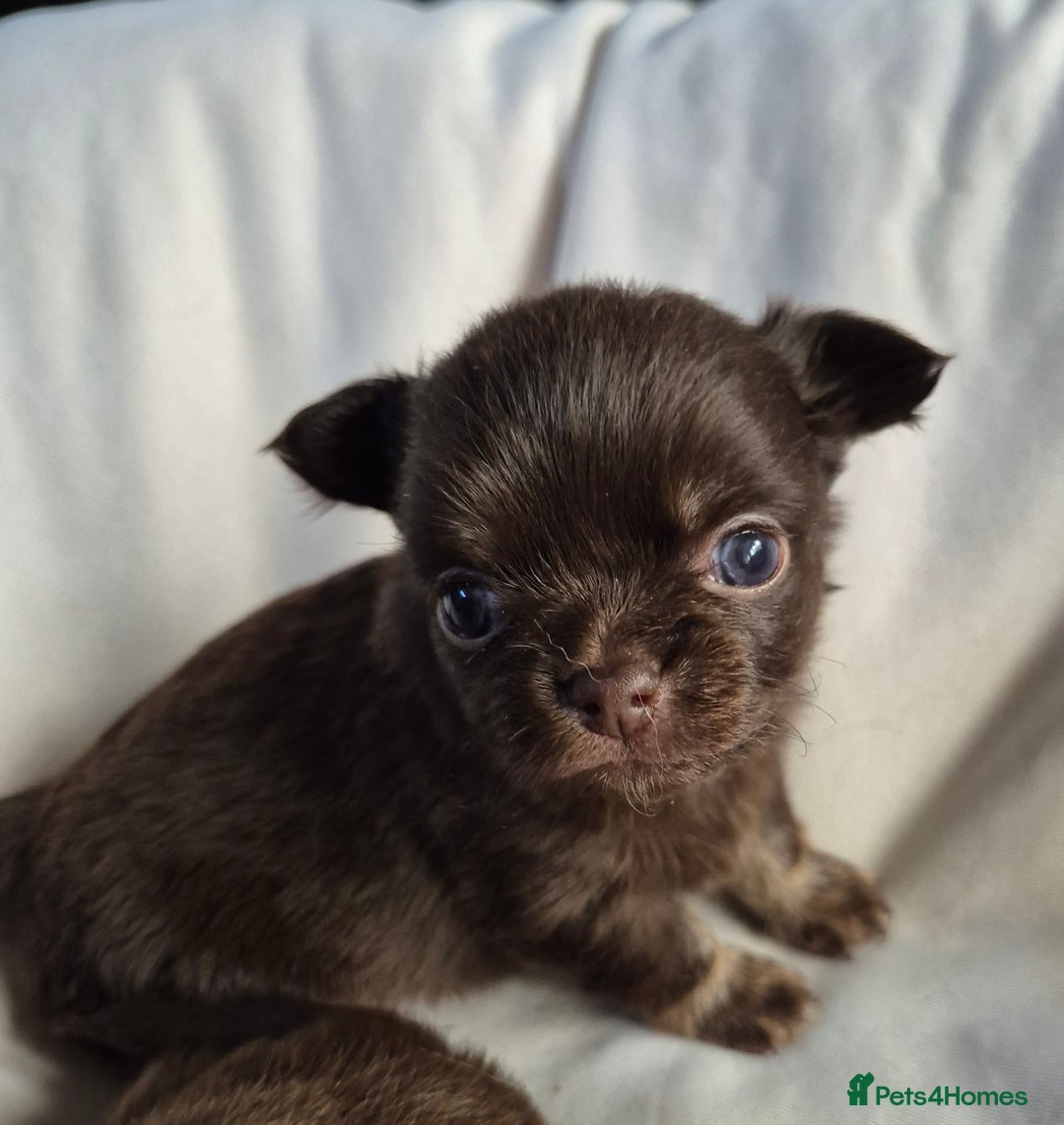 Chihuahua dogs for sale: 4 KC CHIHUAHUA GIRLS  - Image 11