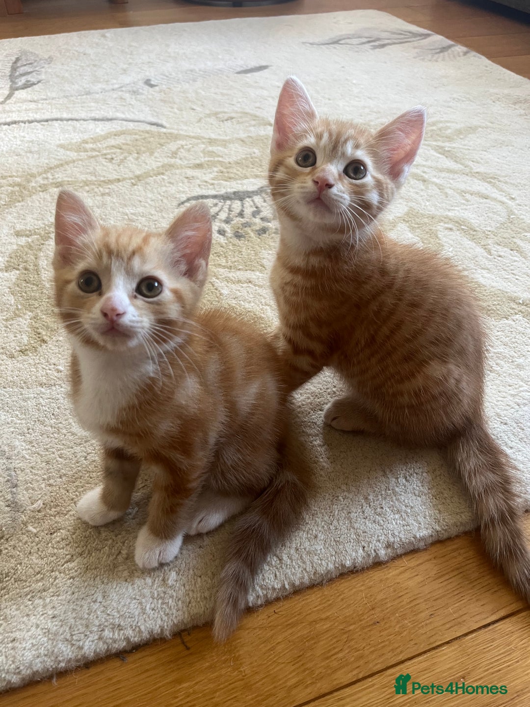 Domestic Shorthair cats for sale: 2 Ginger males - Image 3