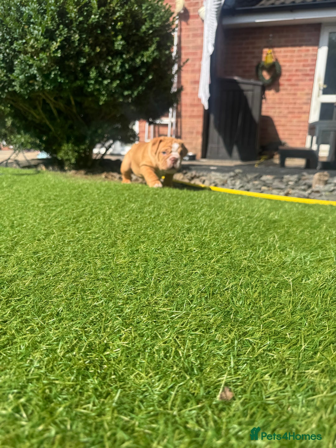 English Bulldog dogs for sale: READY TO GO Full Pedigree health tested bulldogs - Image 12
