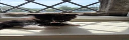 Mixed Breed cats for sale: 8 wk Grey White Kitten - Advert 2