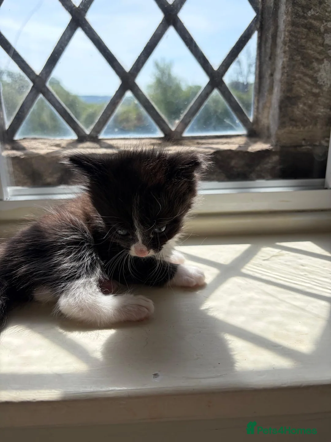 Mixed Breed cats for sale: 8 wk Grey White Kitten - Advert 2