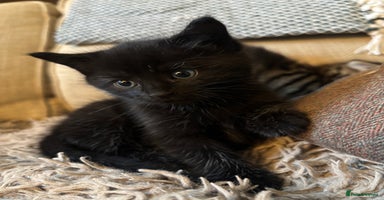 Mixed Breed cats - Advert 11