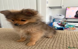 Pomeranian dogs for sale: Pomeranian puppy - Image 3