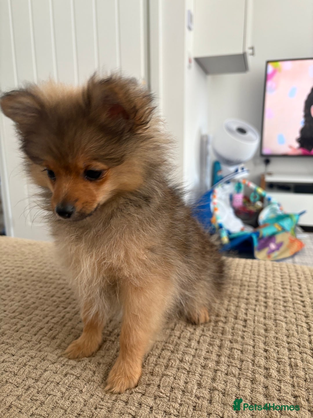 Pomeranian dogs for sale: Pomeranian puppy - Image 3