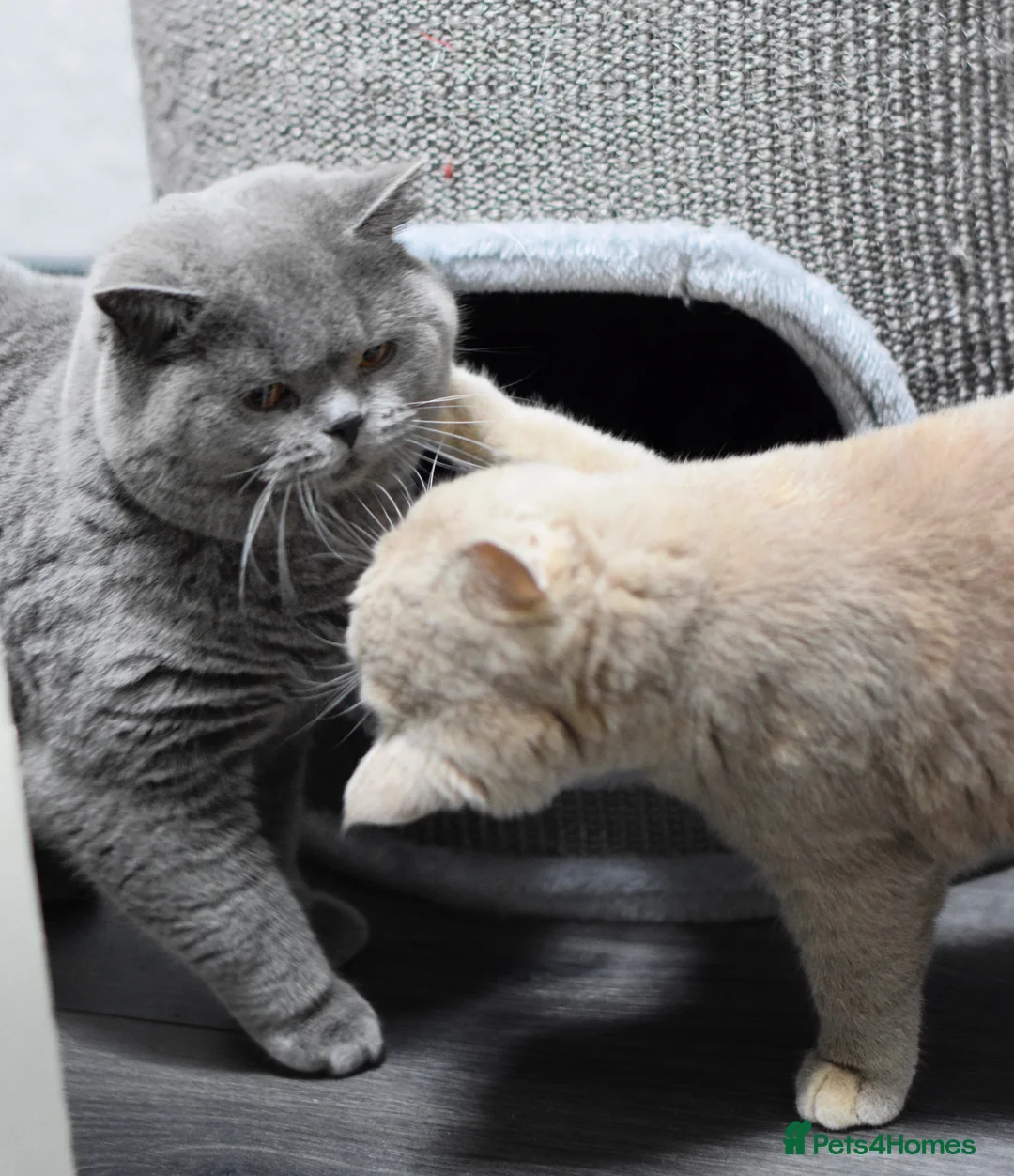 British Shorthair cats for stud: Amazing blue BSH in Corby - Advert 3