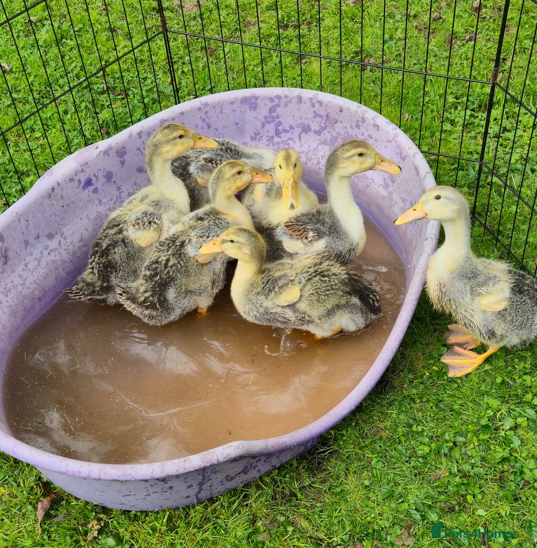 Ducks poultry for sale: Large Silver Appleyard Ducklings - Image 1