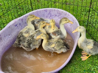 Ducks poultry - Advert 8