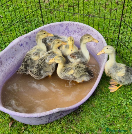 Ducks poultry - Advert 4