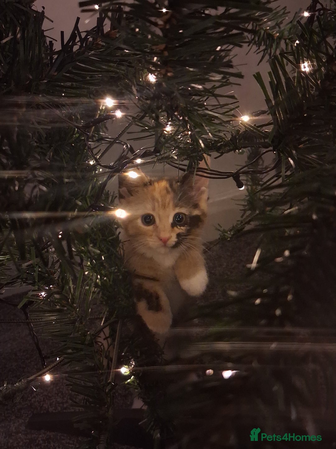 American Shorthair cats for sale: Tri coloured, 2 Ginger kittens and mother  - Advert 3