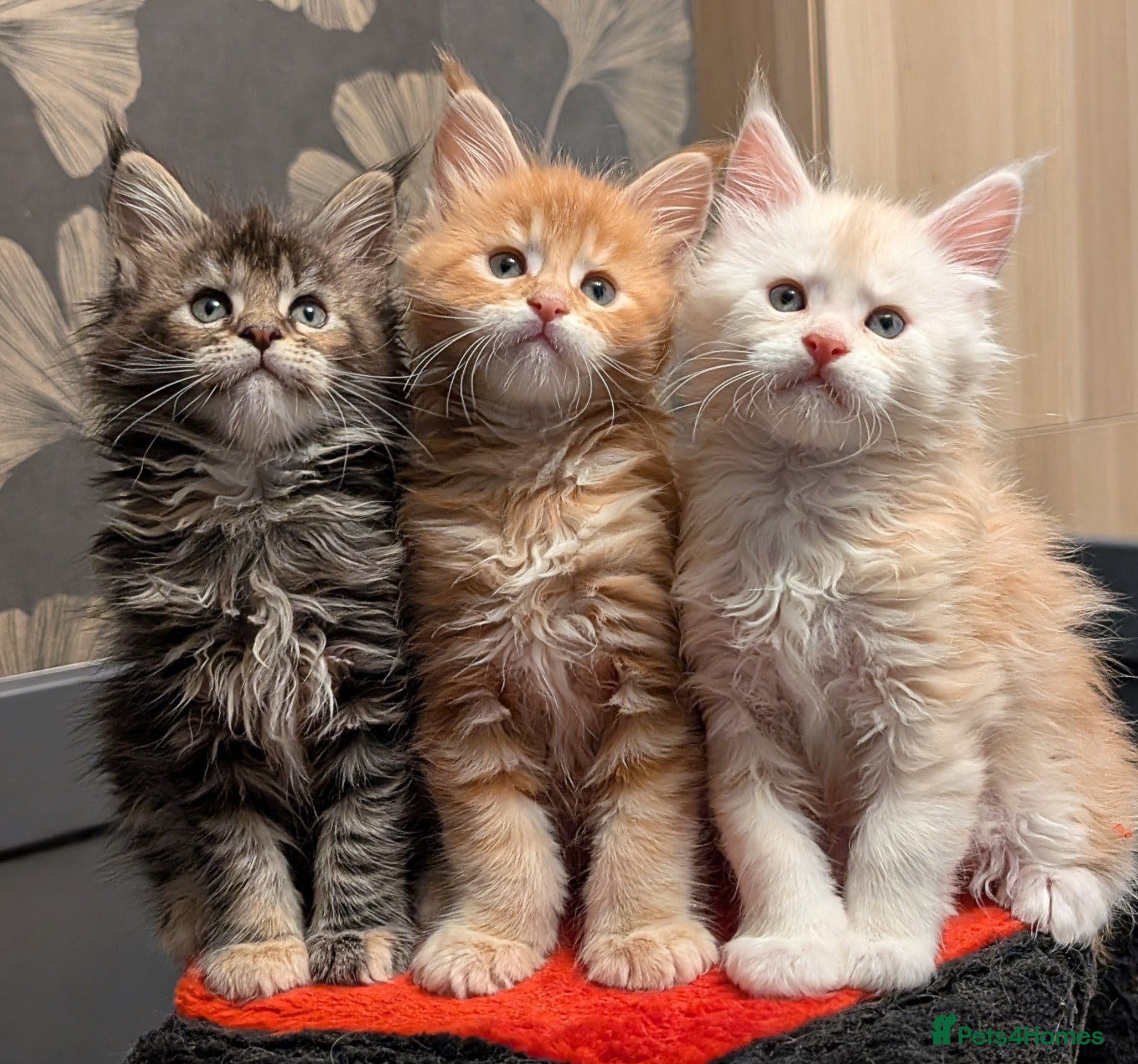 Maine Coon cats Pedigree, Tica registered kittens - Advert 13