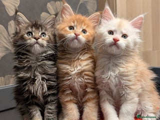 Maine Coon cats Pedigree, Tica registered kittens - Advert 13