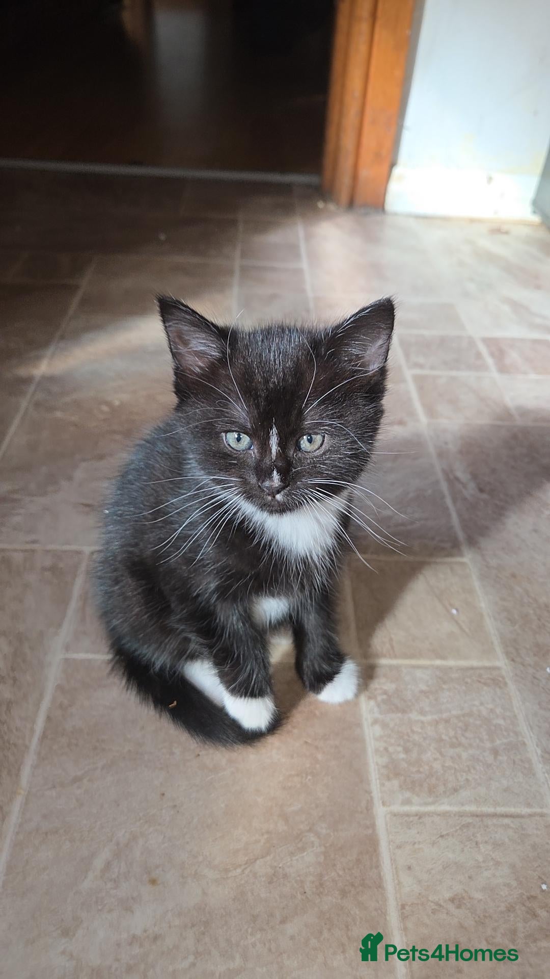 Mixed Breed cats for sale: Mixed fluffy kittens  - Advert 3