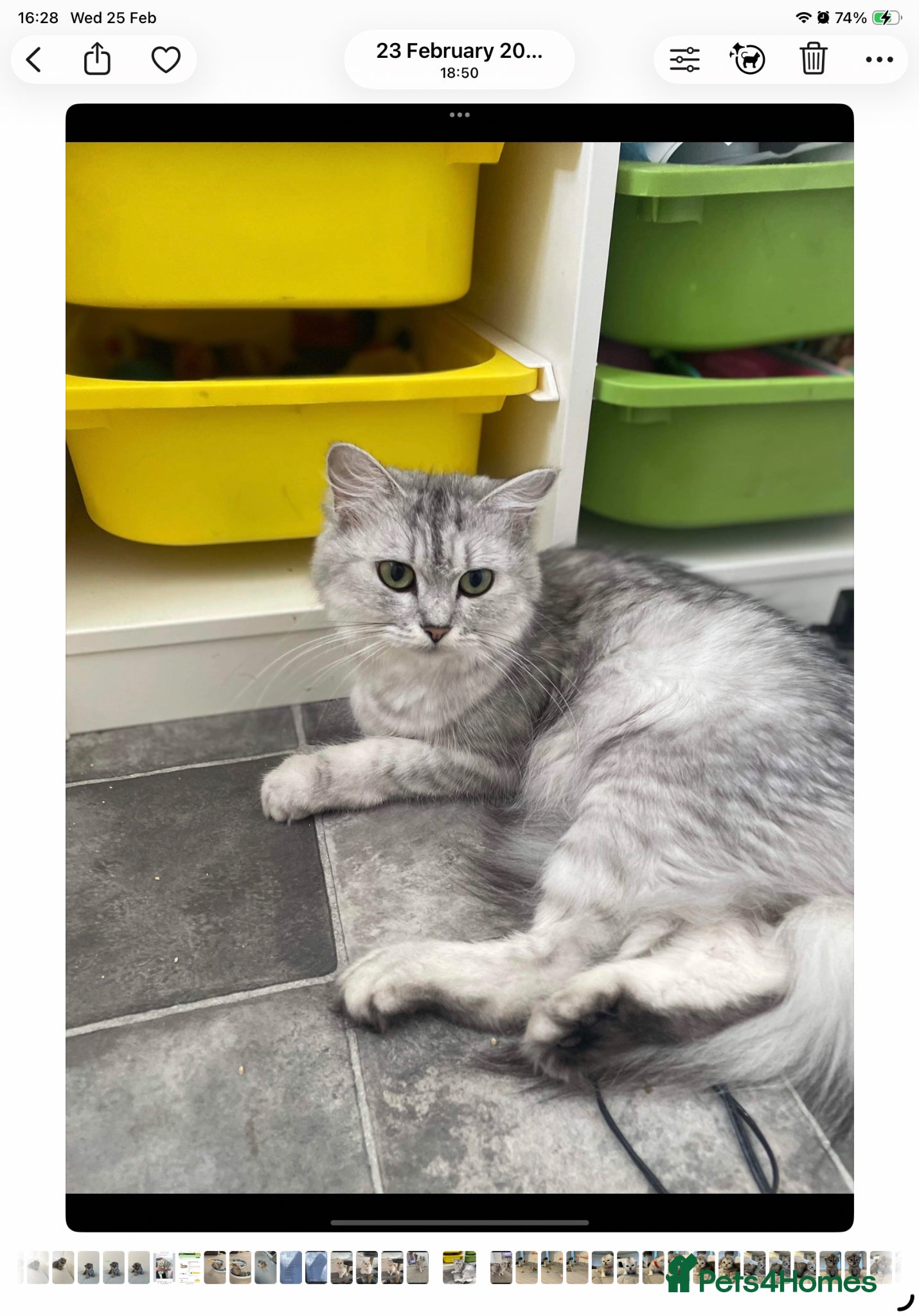 Persian cats Beautiful three-year-old Persian chinchilla - Advert 1