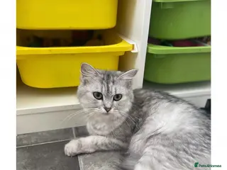 Persian cats Beautiful three-year-old Persian chinchilla - Advert 3