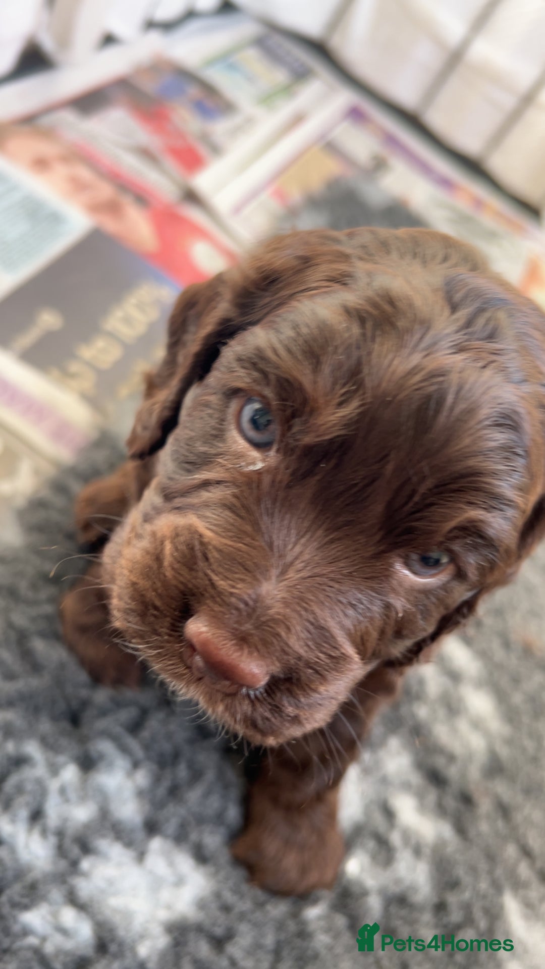 Cocker Spaniel dogs for sale: Beautiful cocker spaniel pups  - Advert 14