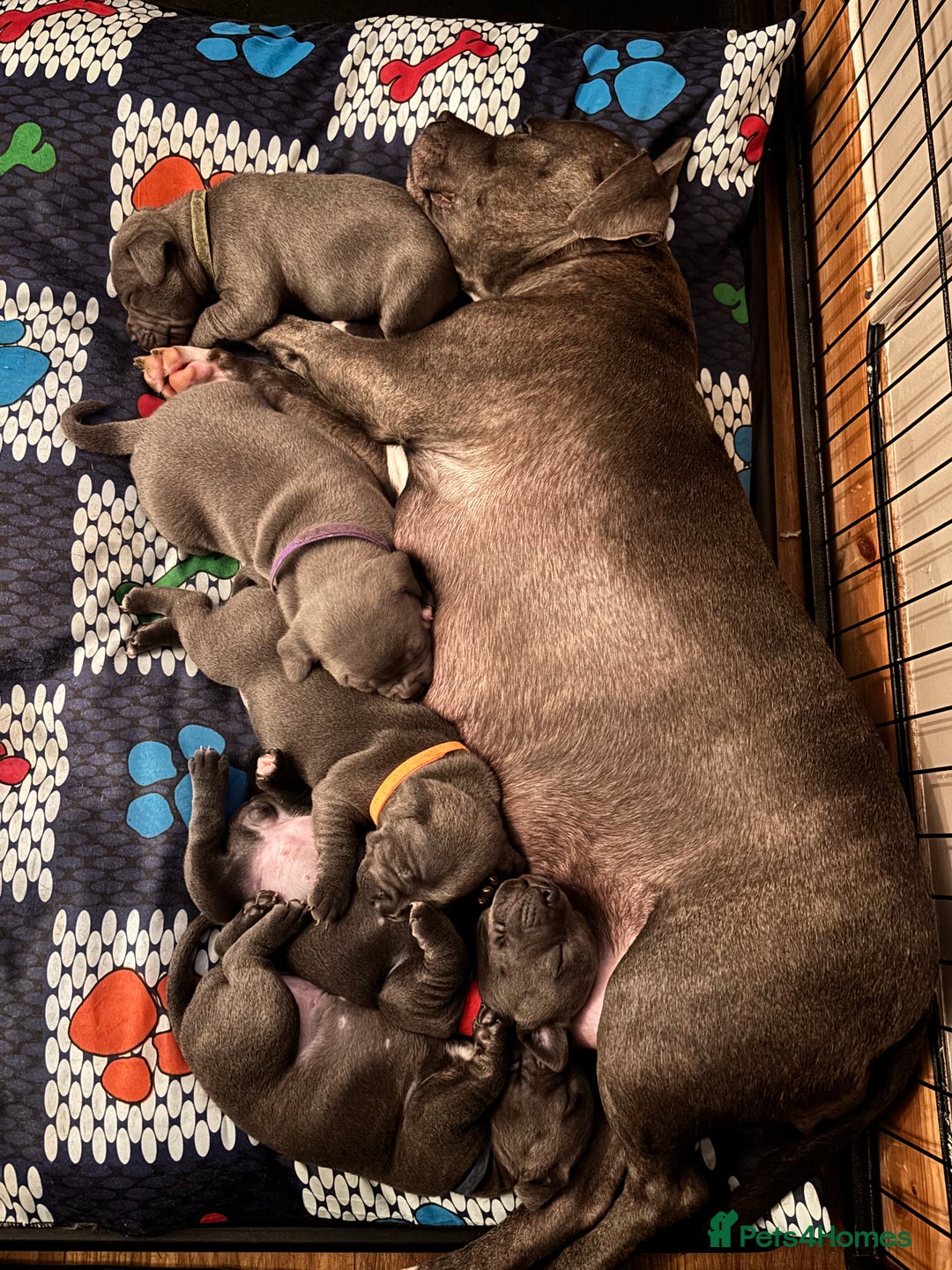 Staffordshire Bull Terrier dogs for sale: Blue staffy pups - Advert 2