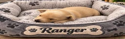 Italian Greyhound dogs for sale: Beautiful Italian greyhound puppies for sale  in Worksop - Advert 4