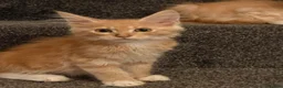 Maine Coon cats for sale: 🐾 Tica registered Maine coon kittens  - Advert 8