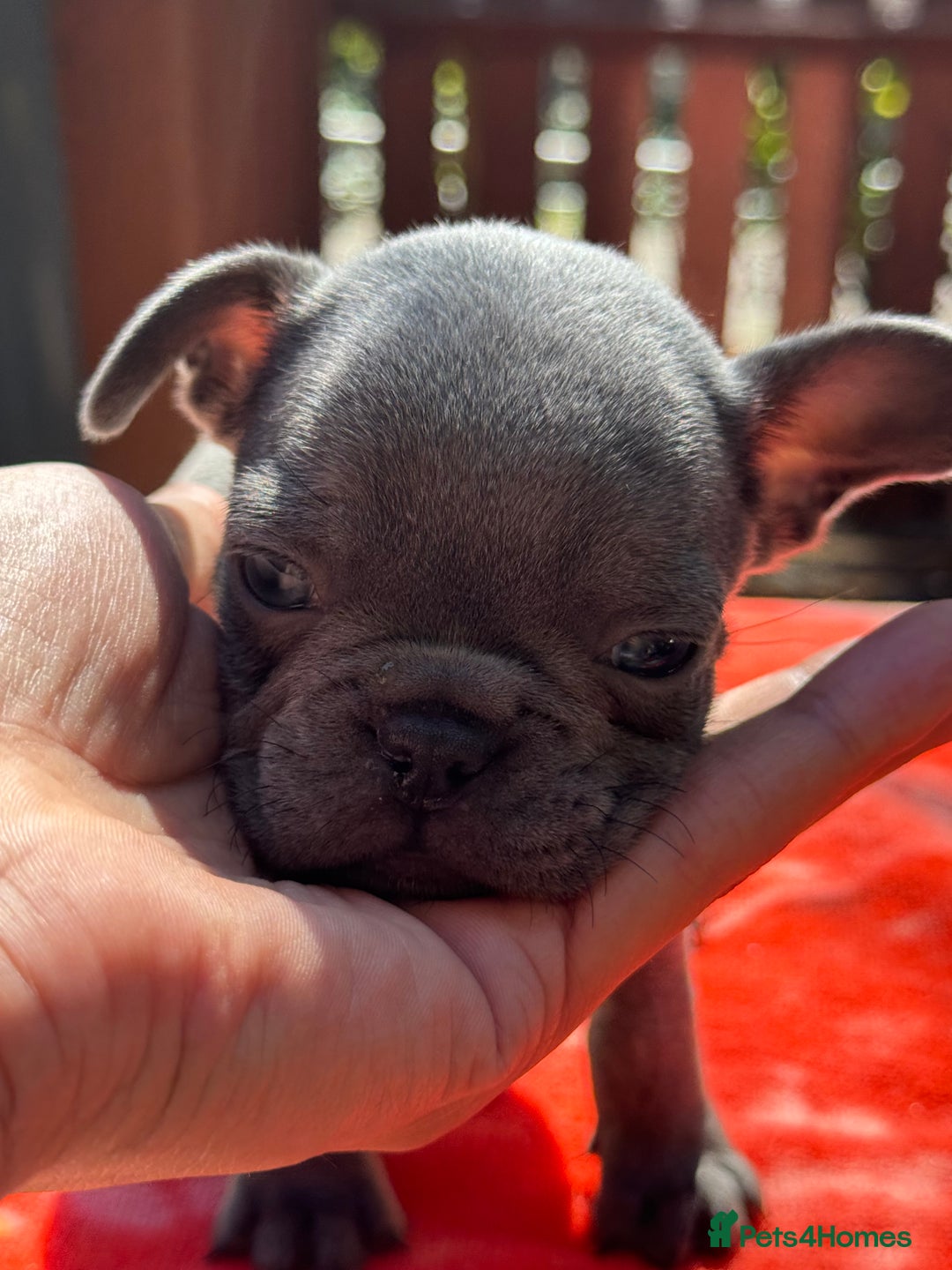 French Bulldog dogs for sale: Adorable French Bulldogs - Image 10