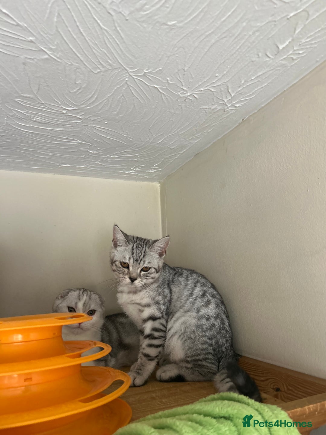 Scottish Fold cats for sale: Beautiful kittens just for you - Image 13