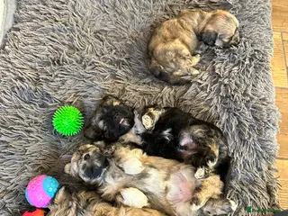Lhasa Apso dogs Lhasa Apso pups for sale - Advert 3