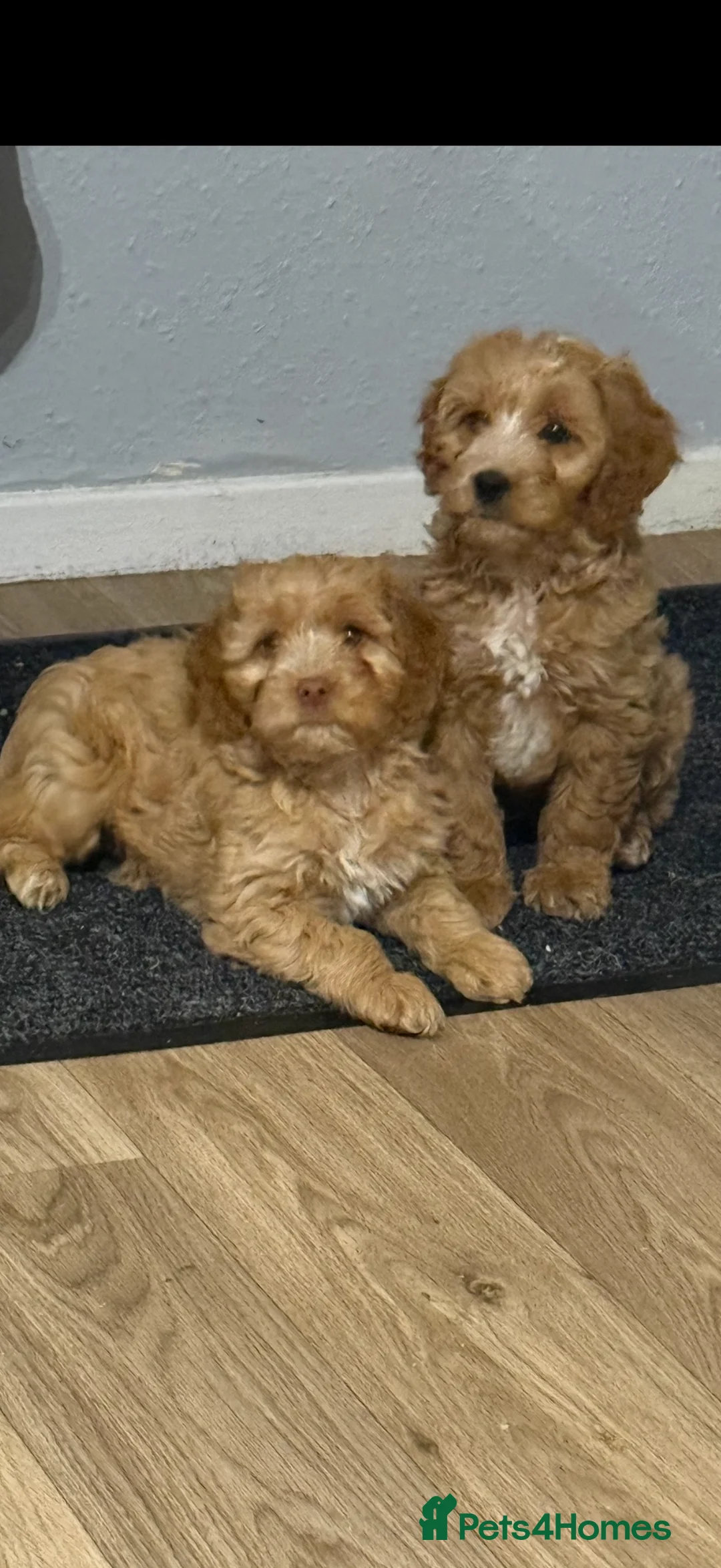 Miniature Poodle dogs for stud: Miniture poodle stud  in Marlborough - Advert 5