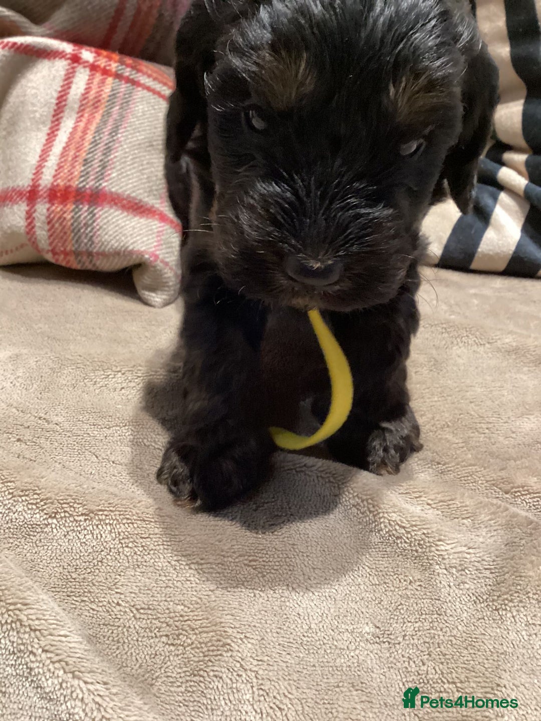 Cockapoo dogs for sale: Cockerpoo  - Advert 11