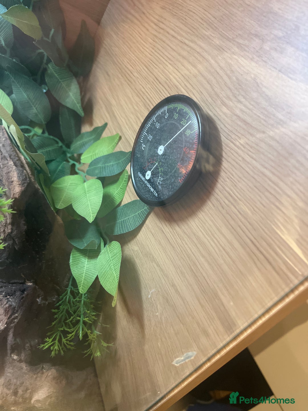 Leopard Gecko reptiles for sale: Leopard Gecko with full tank set up. - Advert 3