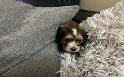 Mixed Breed dogs for sale: Adorable Cockerchons Fluffy, Low-Shed Wonders! - Image 21