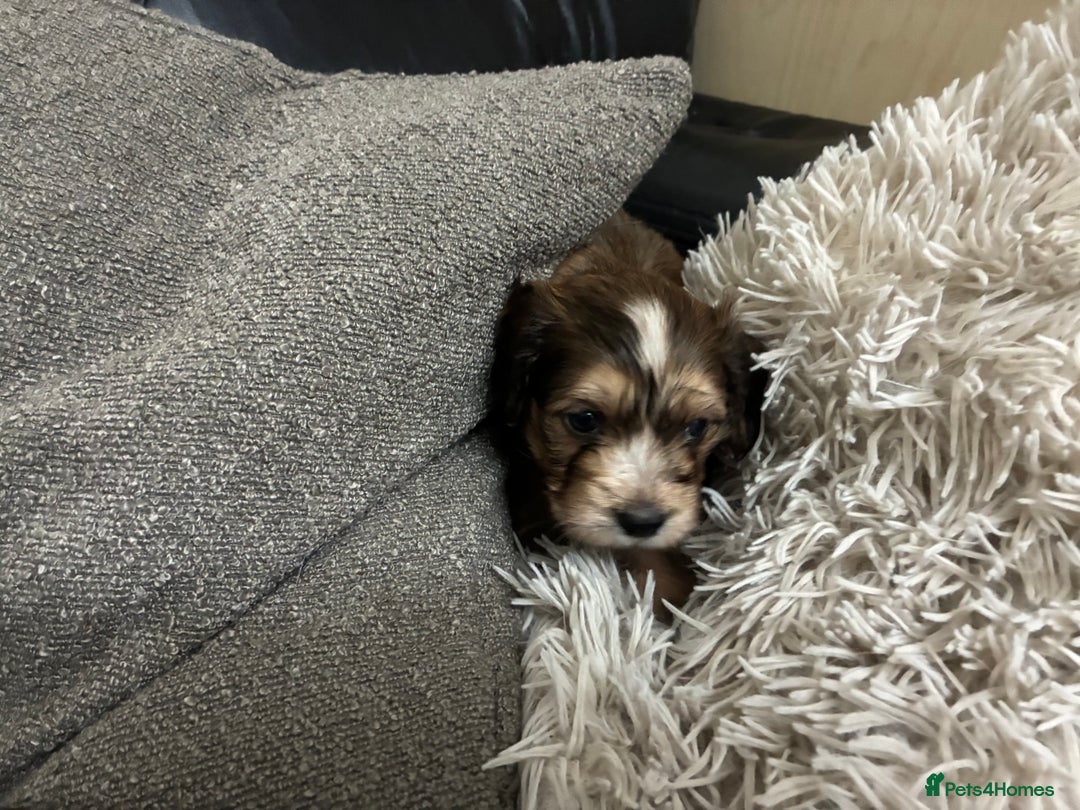 Mixed Breed dogs for sale: Adorable Cockerchons Fluffy, Low-Shed Wonders! - Image 21